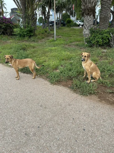 wolny_kot - Tym hejtem na opiekunów psów osiągnięcie skutek odwrotny od zamierzonego....