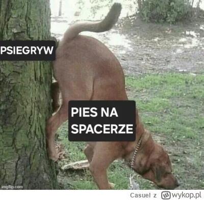 Casuel - #psiarze #heheszki #memy