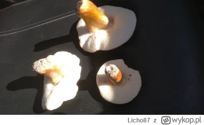 Licho87 - Co to jest za grzyb na początku myślałem że goryczak ale jest biały pod spo...