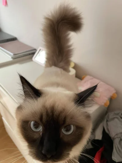 TheTratch - No elo, co tam?

#pokazkota #koty #smiesznekotki