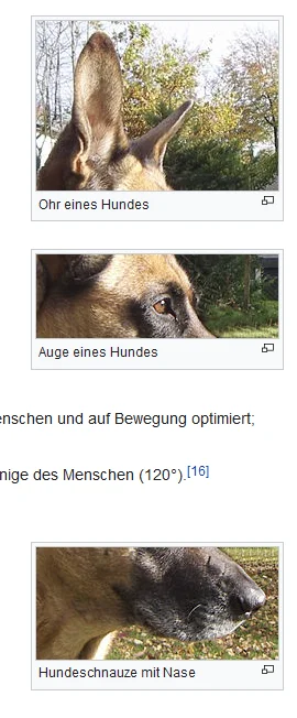 Deykun - https://de.wikipedia.org/wiki/Haushund#H%C3%B6rsinn

Za: https://www.instagr...