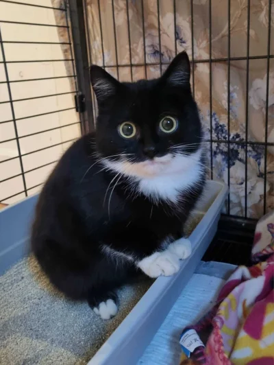 maria_kiribati - Szybko, postujcie swoje #kitku, nie ma czasu na pytania