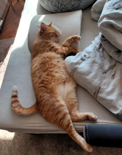 arinkao - Jeszcze śpi, a co? 

#pokazkota #koty