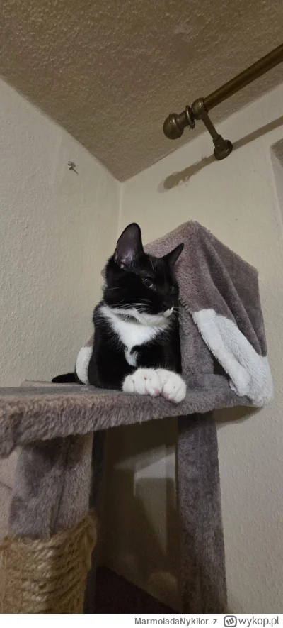 MarmoladaNykilor - #pchelkafanclub #kot