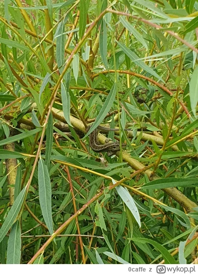 0caffe - @JuzefCynamon  @iselilja jak już o jaszczurkach mowa, to ja taką trafiłem ni...
