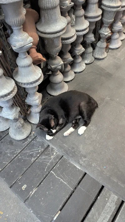 vulcanitu - #koteczkizprzypadku #koty 
Targowe śpiące kitałke