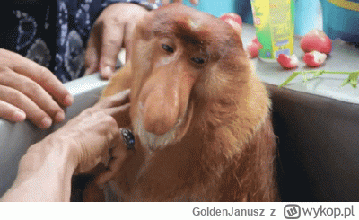 GoldenJanusz - wynajmuje mieszkanie które ma 18m2. jak ktoś umrze to mówi się po śmie...