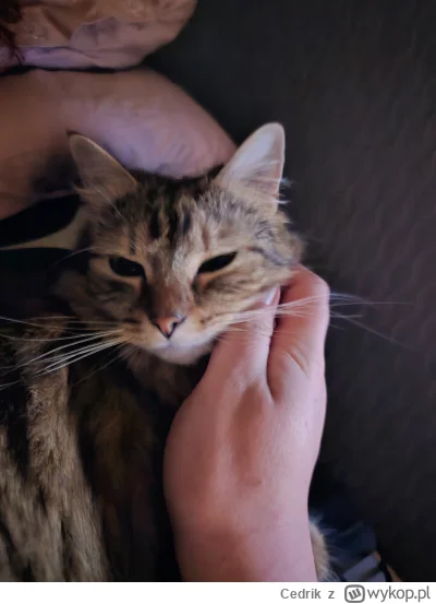 Cedrik - Kizimizi (｡◕‿‿◕｡)

#pokazkota