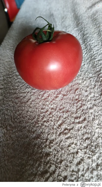 Peleryna - #takaprawda jeden pomidor 🍅 za 5.60 PLN. Jeden!