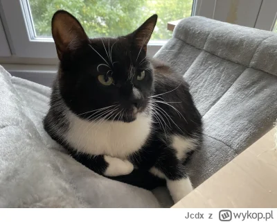 Jcdx - @simpiara: to proszę masz moje zwierzomtko :)