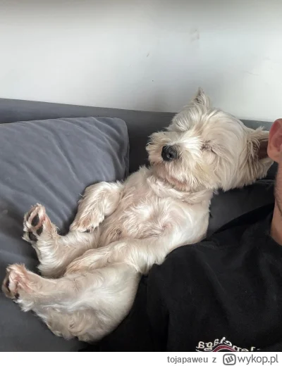 tojapaweu - Nie rozumiem, skąd w ludziach tyle jadu wobec psów. Mam je odkąd pamiętam...