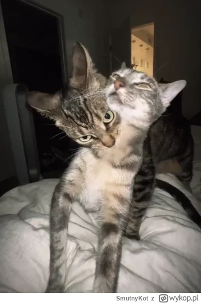 SmutnyKot - #dziwnekotki