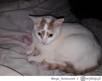 Mega_Smieszek - Mam w domu taką kotkie pięknotkie ᶘᵒᴥᵒᶅ

#koty #pokazkota