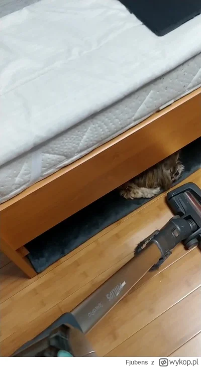 Fjubens - Tymczasem Shih Tzu u mnie ( ͡º ͜ʖ͡º)