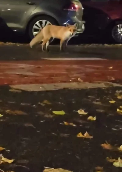 WenerowaAngela - #szczecin 
Halo, czyj pies lata po parkingu w centrum?