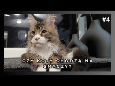 mainecoonhitman - Czy koty chodzą na smyczy?