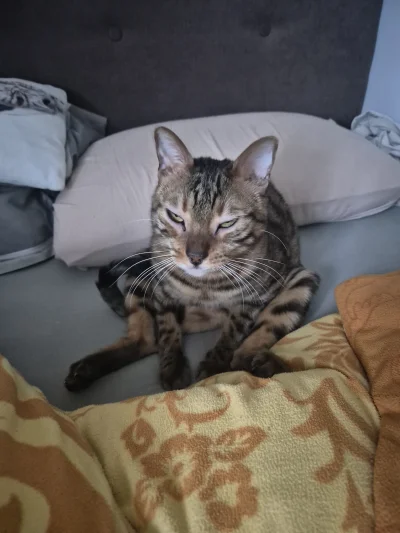 Lujdziarski - #pokazkota #dziarskikacperek Czego budzisz xD