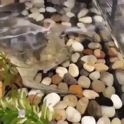 wfyokyga - Podobny do cb