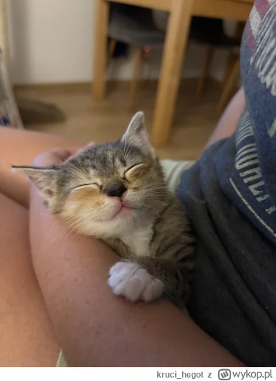 kruci_hegot - #pokazkota #suziq #koty
Najedzona, nabawiona, załatwiona to do spania. ...