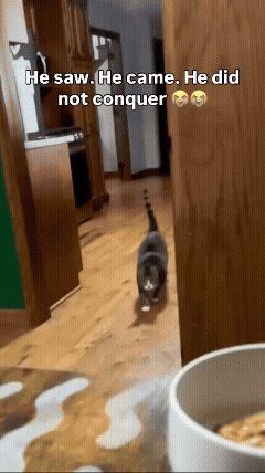 jestemtakizmeczony - #smiesznekotki 🧵
jak prychłem xD
SPOILER