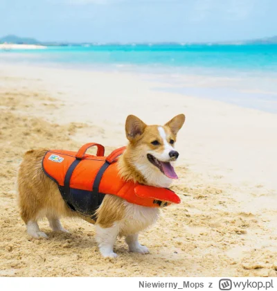 Niewierny_Mops - Czy ktoś wie, czy gdzieś w #warszawa dostanę jutro (tak, wiem... nie...