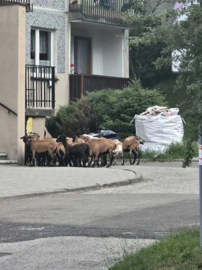 SlaskaOpinia - Taki widok przywitał dzisiaj rano mieszkańców bloków przy Radomskiej w...