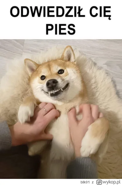 blk01 - #pokazpsa  #pieseł #pieski