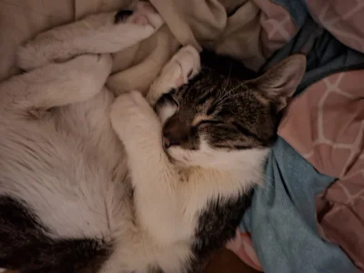 hanamontana_ - No dzień dobry, Mireczki patrzcie jak sobie słodko śpi!
#pokazkota #ko...