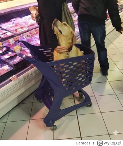 Caracas - Raz byłem świadkiem takiej akcji w Lidlu to babka była oburzona, że z psem ...