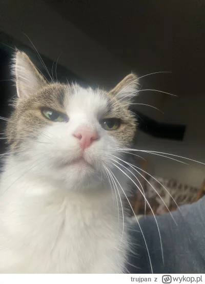 trujpan - #pokazkota #koty No elo