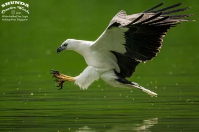 Lifelike - Bielik białobrzuchy (Haliaeetus leucogaster)
Autor
#photoexplorer #fotogra...