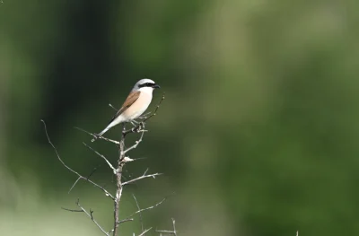 LoopyMajestic - @kidi1: insta to profil exportu.... redukcja rozdzialki i wagi zeby n...