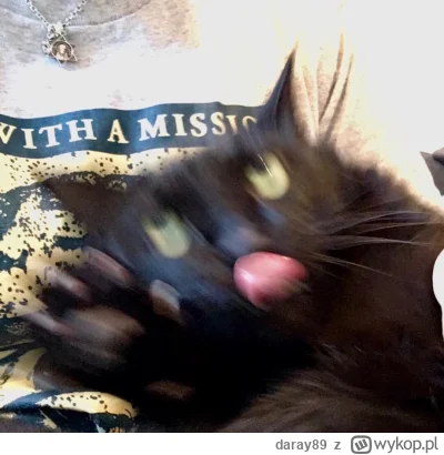 daray89 - #codziennykotopetany #dziwnekotki