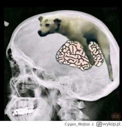 Cygan_Wojtus - #psiarze