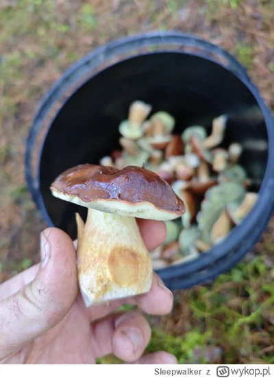 Sleepwalker - O taki fajny