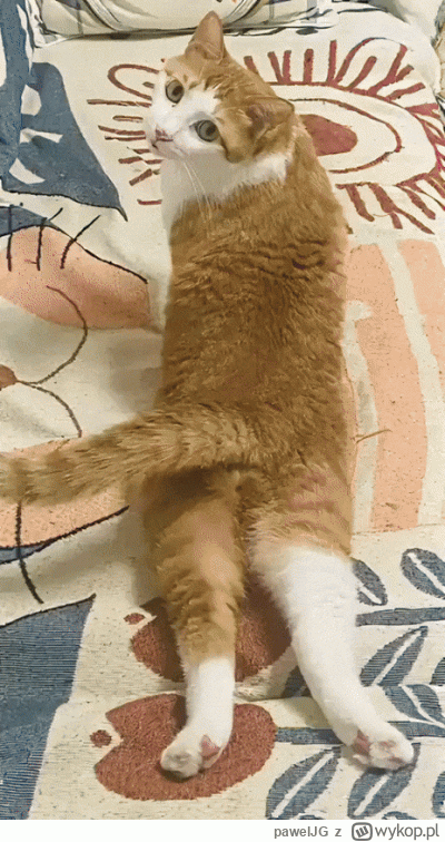 pawelJG - #heheszki #koty