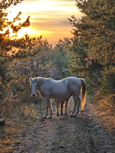 ramirezvaca - Bułgarskie rumaki :)

#bulgaria #trekking #konie #podroze