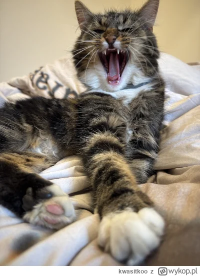 kwasitkoo - #mrkitek #kitku #kot #koty #pokazkota