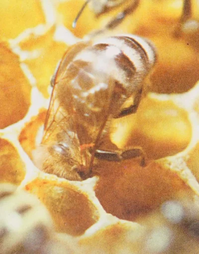 Borealny - Pszczoła miodna, 1965
Disney’s Worlds of Nature
#pszczoly #fotografia #zwi...