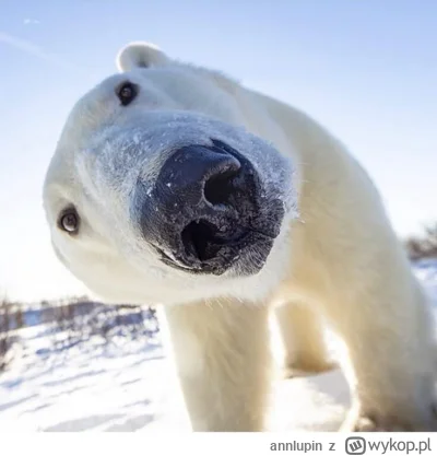 annlupin - @leonid_bialkow: cześ