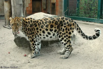 Loskamilos1 - Panthera pardus orientalis, lampart amurski, duży drapieżny koteczek ży...