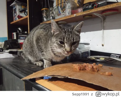 Sepp1991 - #koty #pokazkota #kitku #motoryzacja   Dziś popołudniu  odwiedził mnie w g...