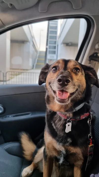 death070 - #pokazpsa czy pieskowi wolno plusa miej serce