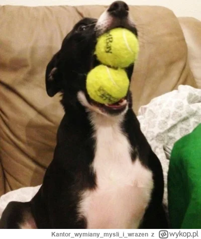 Kantorwymianymysliiwrazen - @lvbie_placki: Tyś widział 3, a tak umie?( ͡° ͜ʖ ͡°)ﾉ⌐■-■