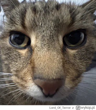 LordOfTerror - @simpiara