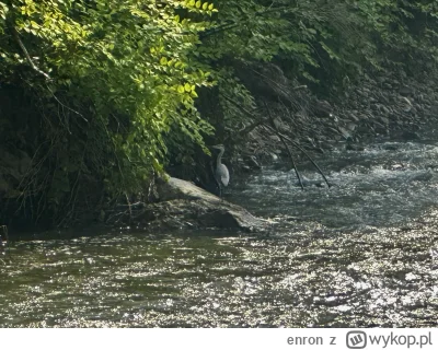 enron - I czapla. Albo żuraw, nie znam się ( ͡º ͜ʖ͡º)