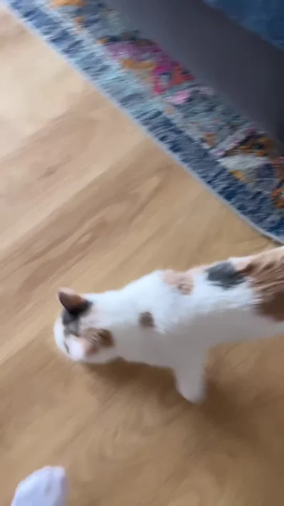 b0dyload - Wtf
#koty #heheszki