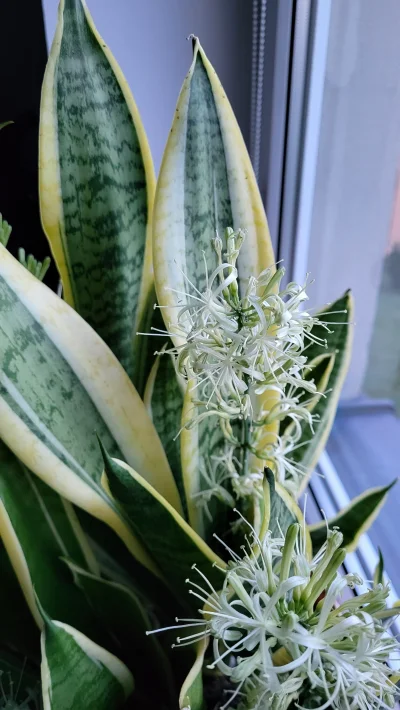 Von_Kaevum - Ale mi ta sansewieria kwitnie, pachnie nią w całym pokoju, piękny widok ...