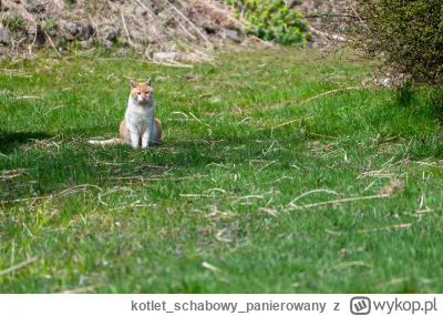 kotletschabowypanierowany - @kotletschabowypanierowany: