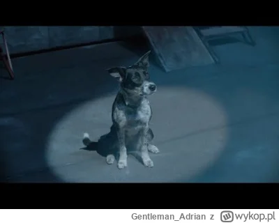 Gentleman_Adrian - @cinu4: albo tak, pdk
